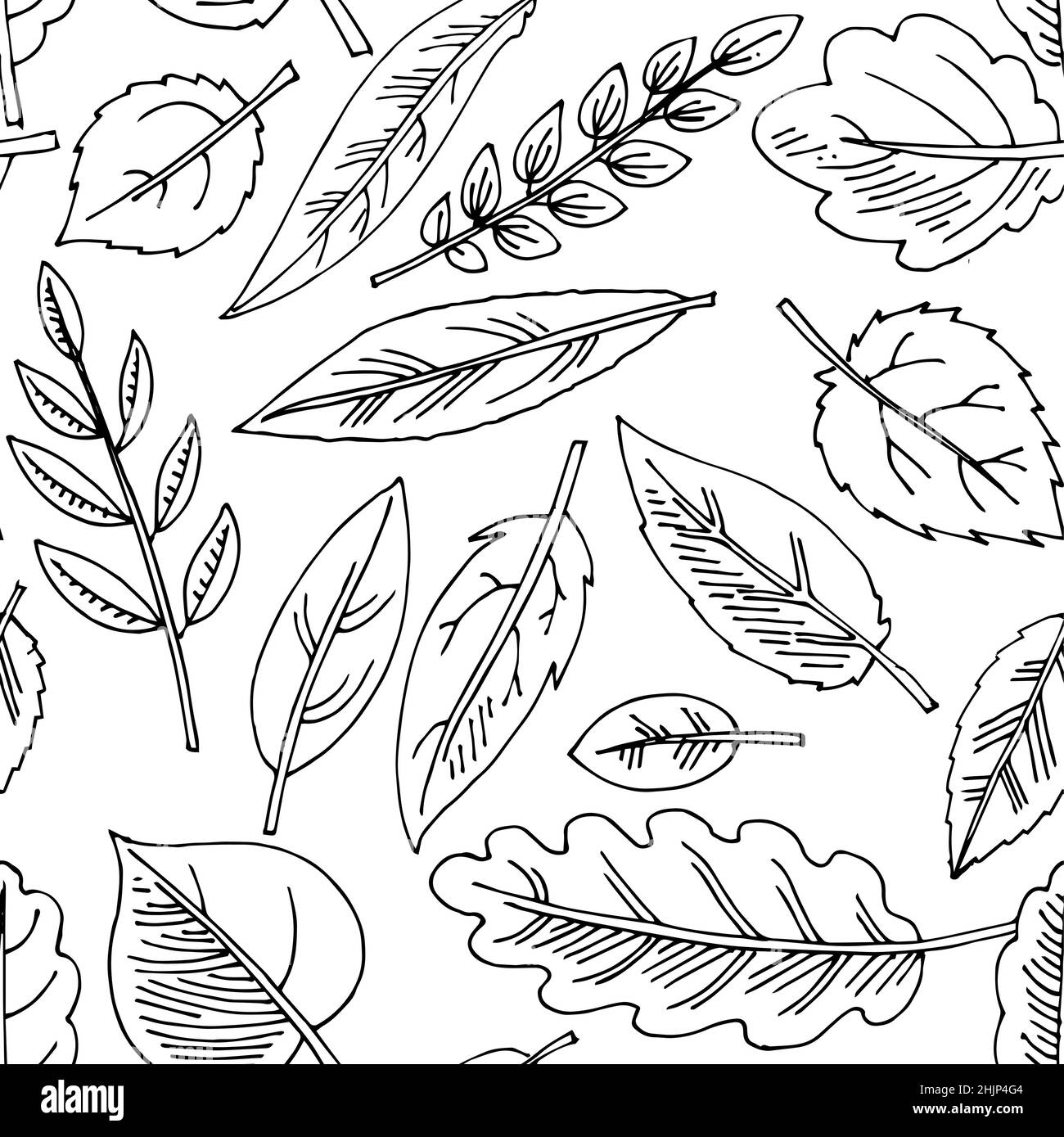 Foglia di albero. Disegno a mano del contorno. Schizzo isolato su sfondo bianco. Vettore Illustrazione Vettoriale