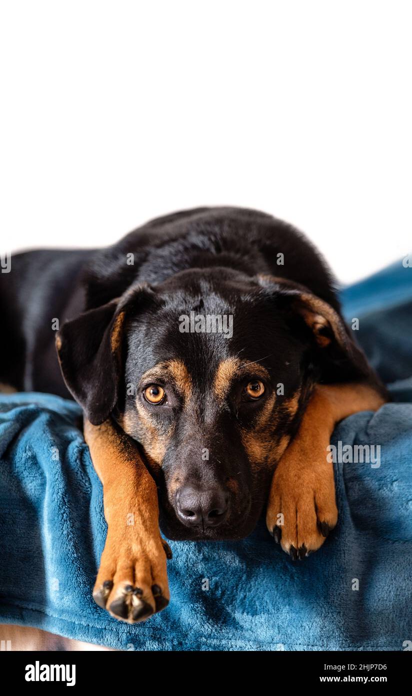 ritratto di cane senza razza, nero canino di razza mista guardando dritto in avanti mentendo con la testa e museruola tra le sue gambe su un letto, sfondo bianco Foto Stock