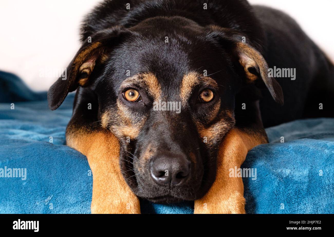 ritratto di cane senza razza, nero canino di razza mista guardando dritto davanti mentendo con la testa e museruola tra le sue gambe su un letto Foto Stock