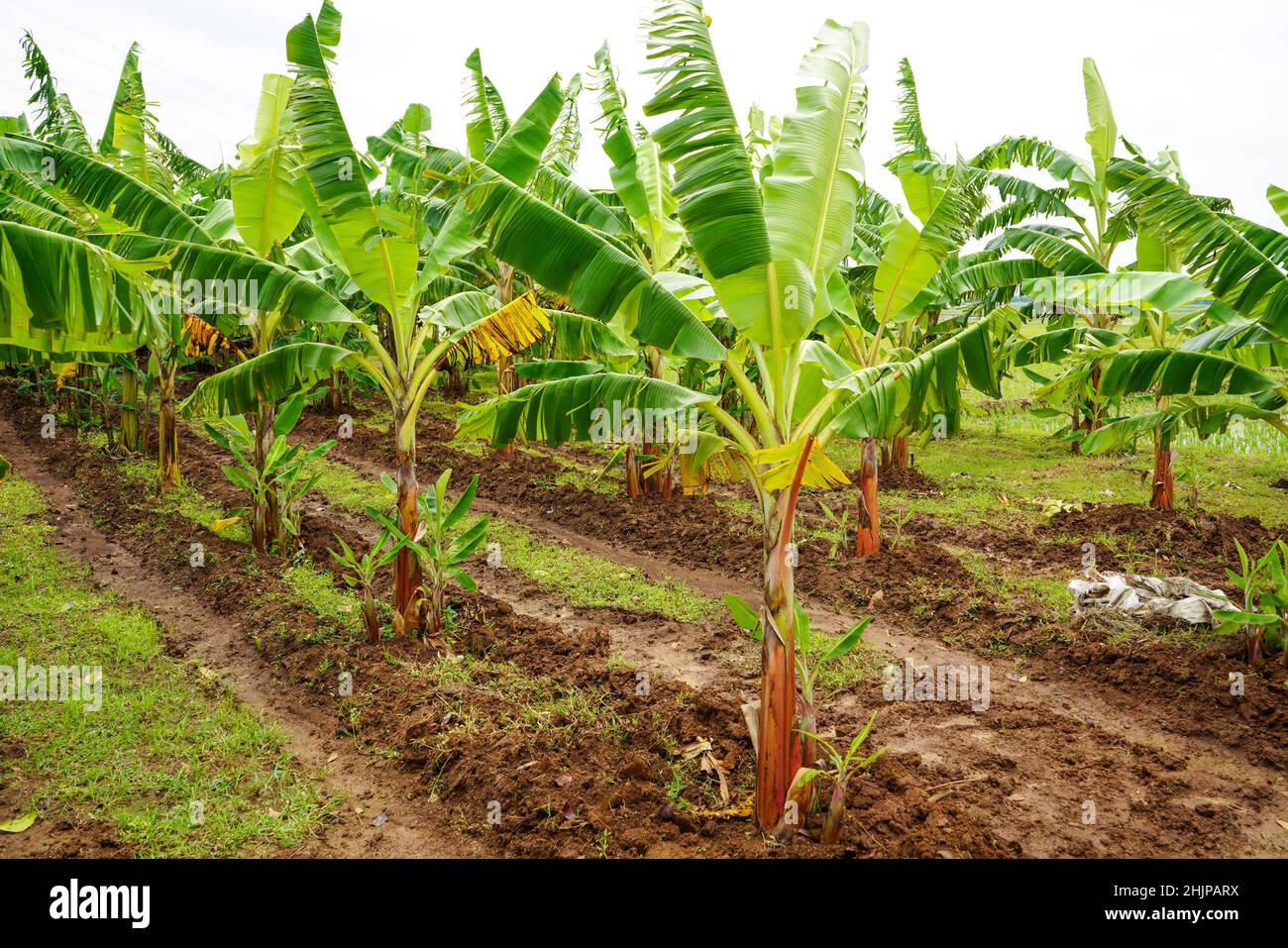 Coltivare banane e germogli di banana in un giardino. Foto Stock