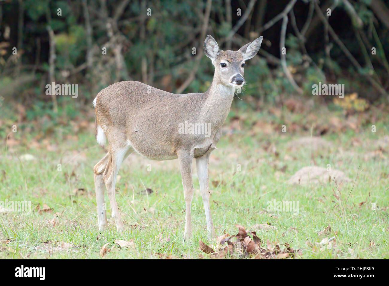 Sono venuto attraverso il cervo whitetail femminile mentre prendevo il mio cane per una passeggiata serale ad un nucleo dell'esercito del luogo degli ingegneri mentre su un viaggio di rv attraverso il Texas Foto Stock