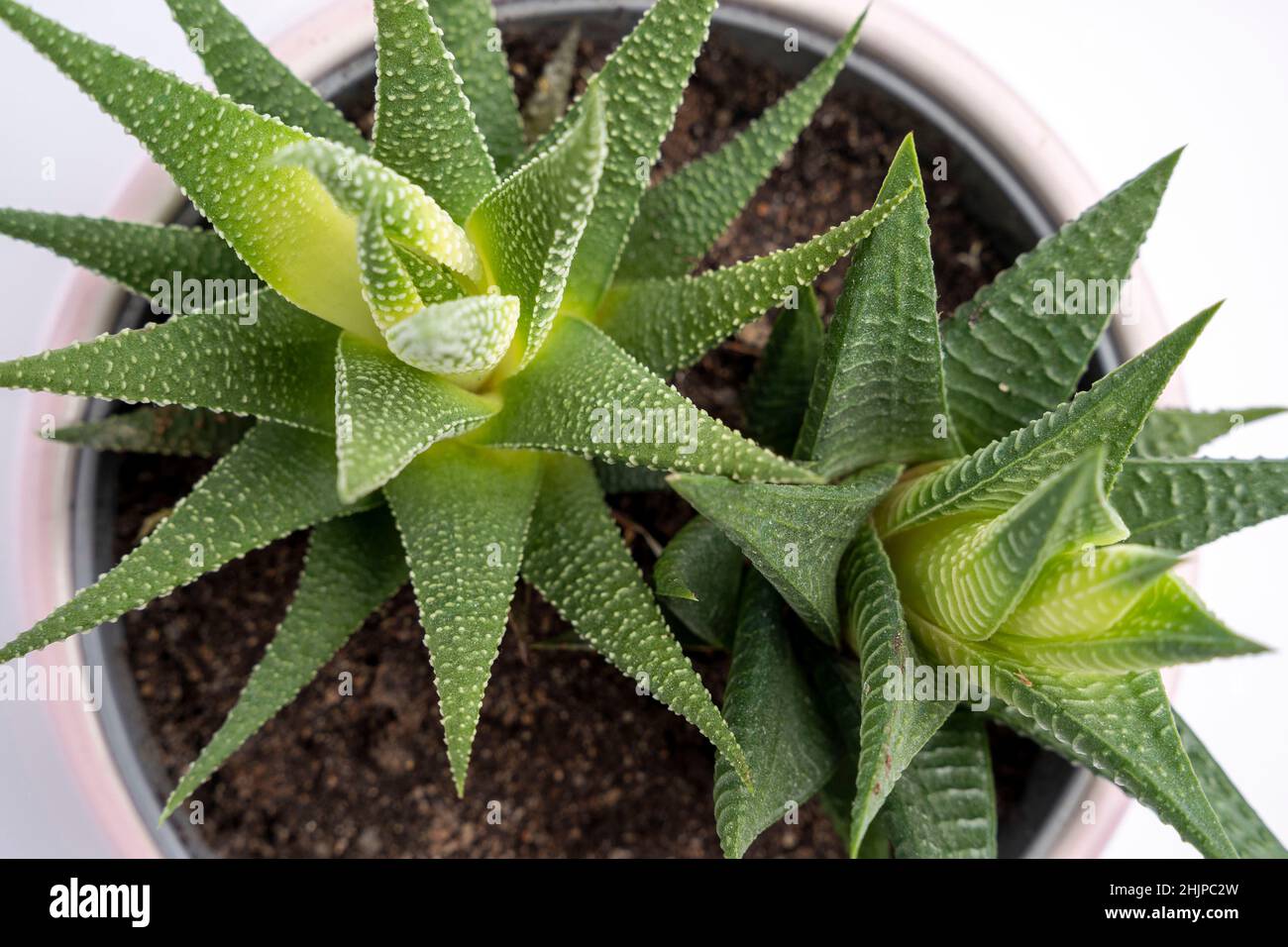 Succosa Horthia fiore in una pentola rosa su sfondo bianco, vista dall'alto, stile di vita, interni moderni, eleganti piante da ufficio, piante interne succulente. Foto Stock
