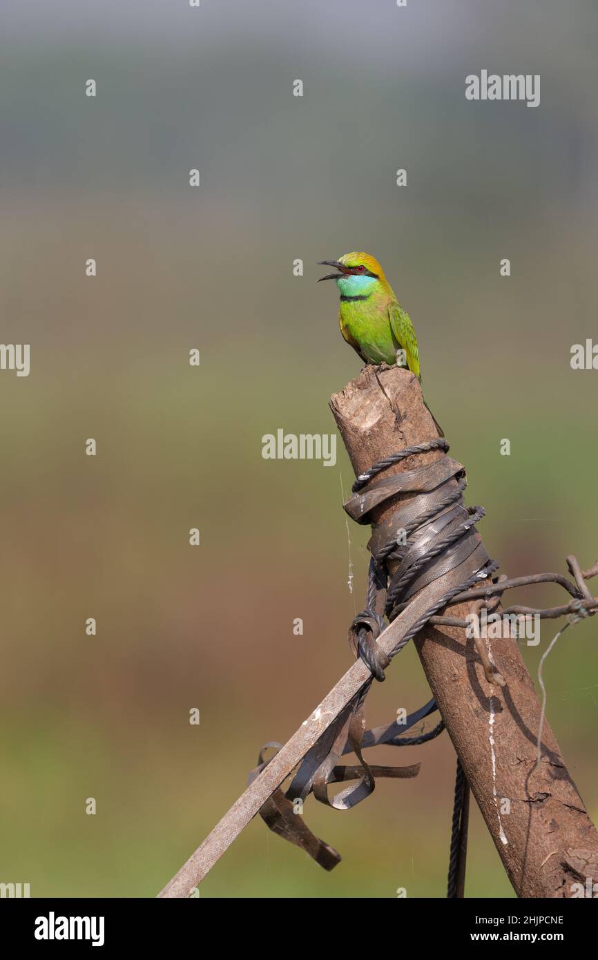 Asian Green Bee eater uccello arroccato su un ceppo di legno in habitat Foto Stock