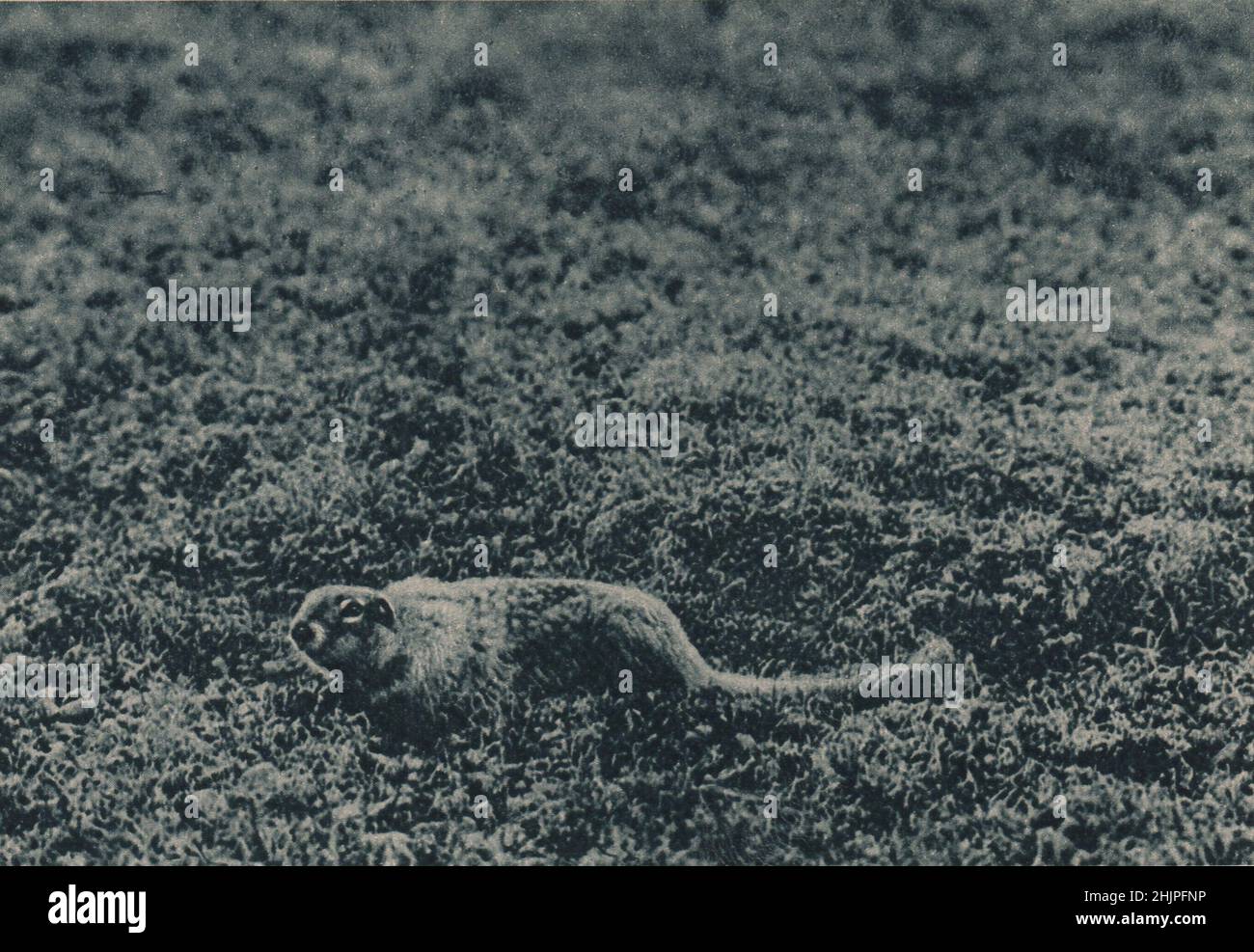 Un altro esempio della brulicante vita animale dell'Artico è il Marmot, una specie di roditore alleato allo scoiattolo. Artico (1923) Foto Stock