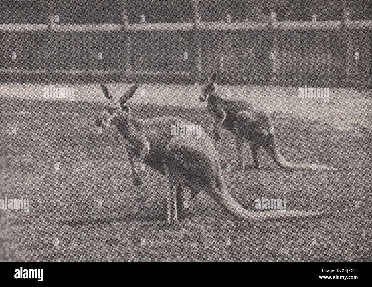 Canguri nei giardini zoologici di Melbourne. Victoria, Australia. Australia (1923) Foto Stock