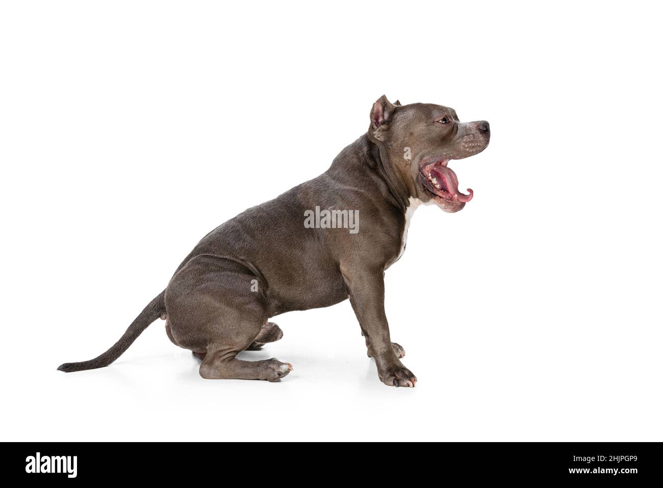 Vista del profilo del cane color cioccolato, staffordshire terrier isolato su sfondo bianco studio. Concetto di movimento, bellezza, moda, razze, animali domestici Foto Stock