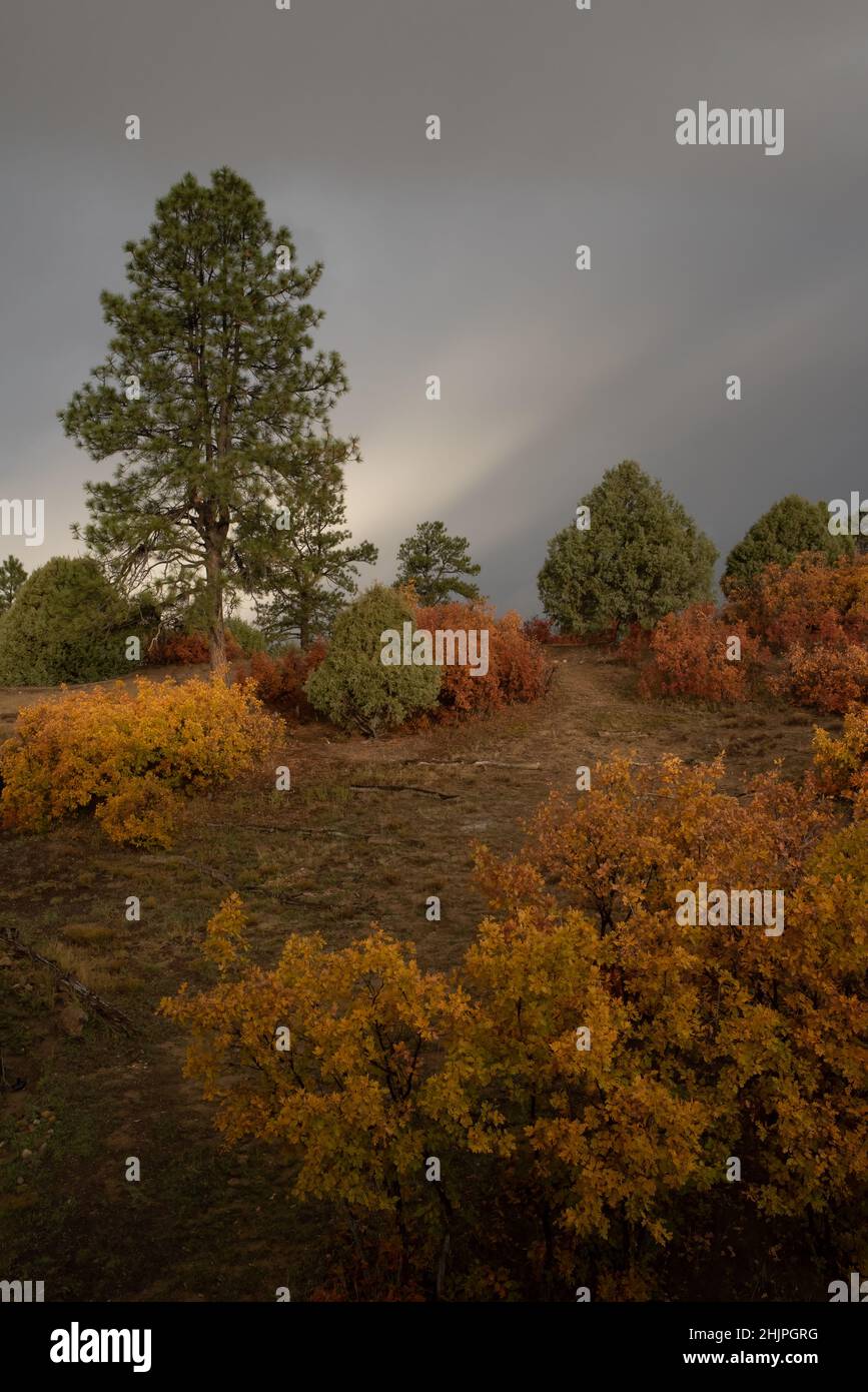 Guardando su una collina con querce macchia con foglie di arancio e giallo, cedri e pini, una drammatica esposizione di raggi di sole bianchi all'orizzonte. Foto Stock