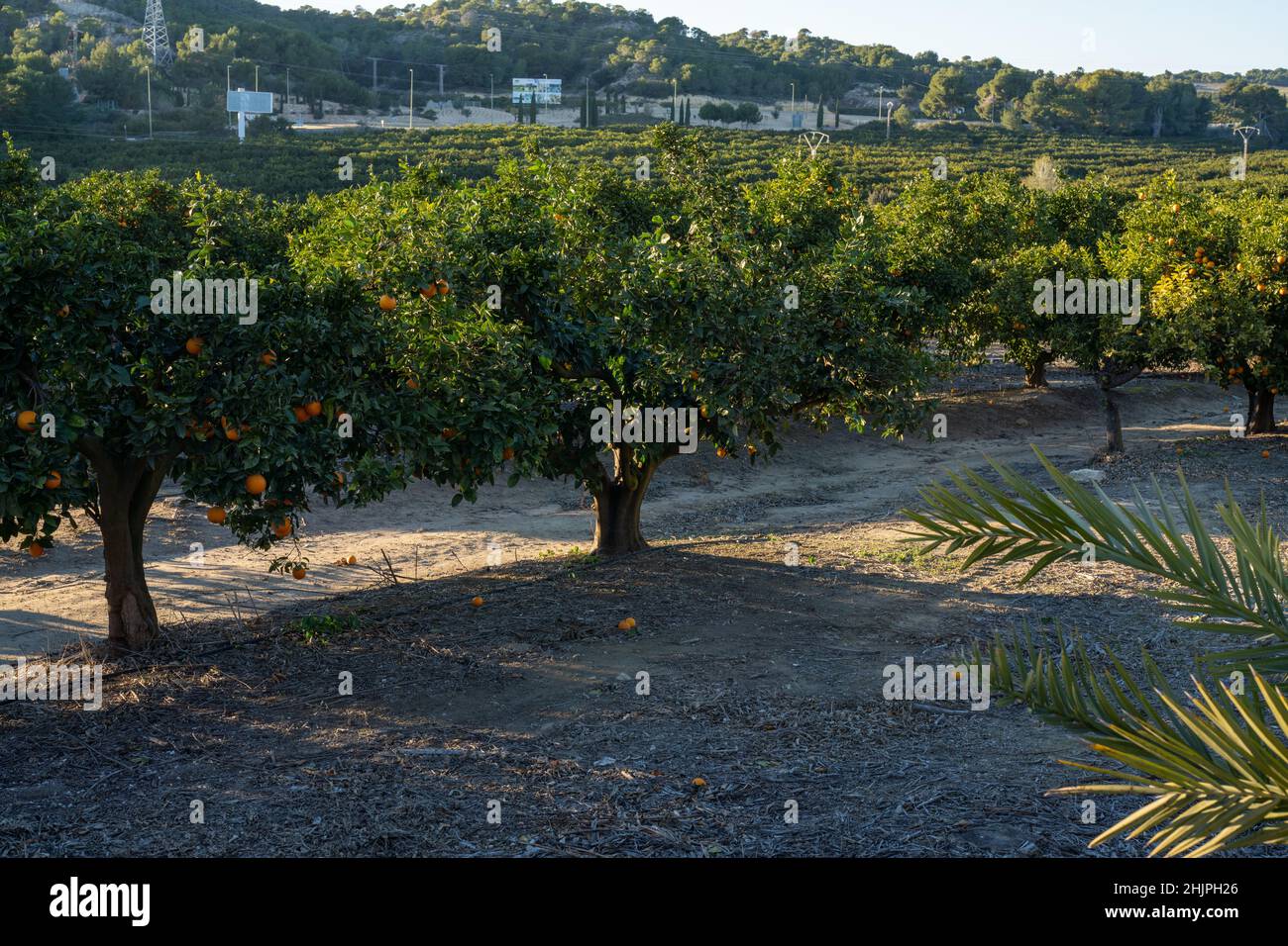 Vista suggestiva del giardino verde. Agricoltura in primavera. Giornata pittoresca e splendida scena. Foto Stock
