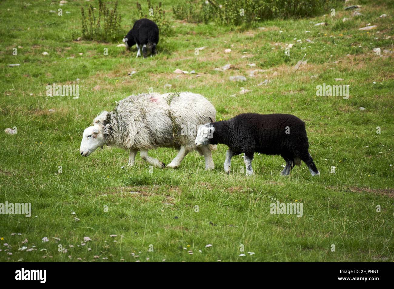 herdwick pecora con giovane agnello nero di colore che cambia in bianco valle di langdale, distretto del lago, cumbria, inghilterra, regno unito Foto Stock