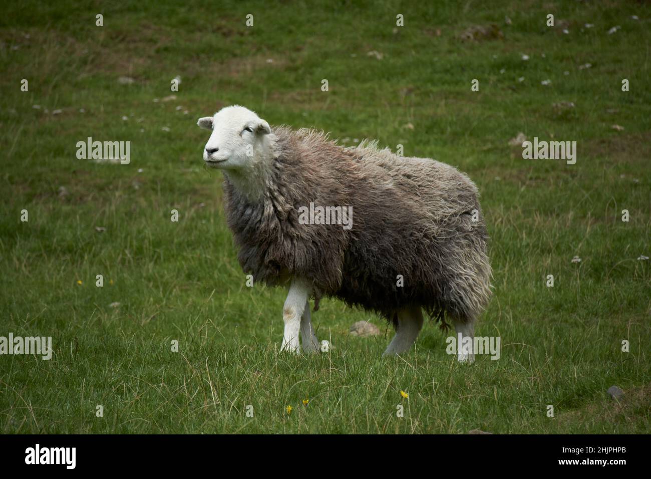 pecora di herdwick con vello marrone scuro pesante che cambia a valle di langdale di colore grigio, distretto di lago, cumbria, inghilterra, regno unito Foto Stock pecora di herdwick con vello marrone scuro pesante che cambia a valle di langdale di colore grigio, distretto di lago, cumbria, inghilterra, regno unito Foto Stock
