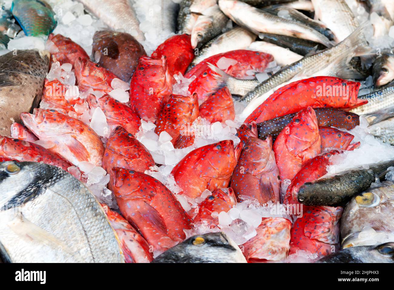 Pesce cernia rosso nel mercato in Egitto, sfondo pasti di mare rosso Foto Stock