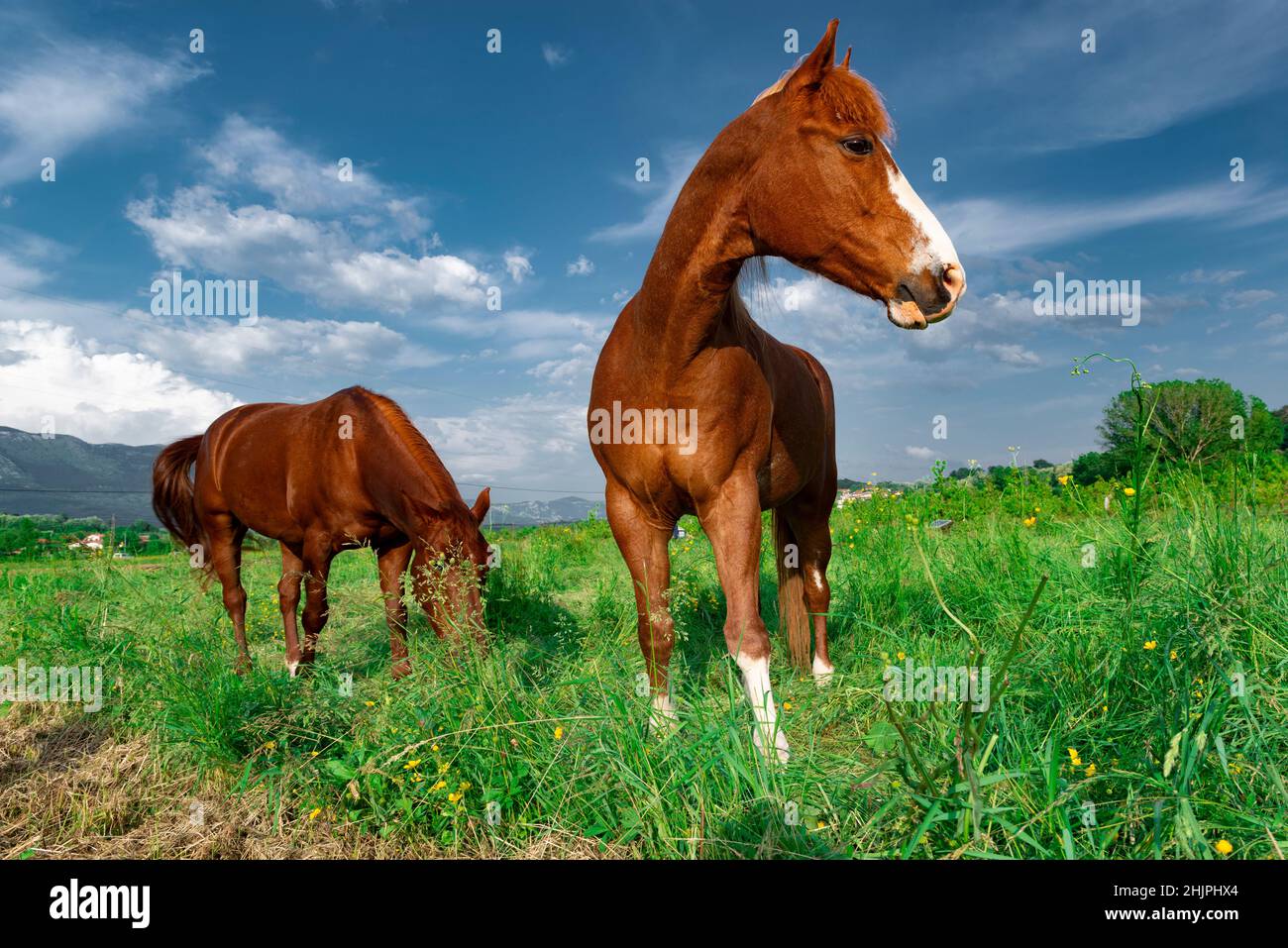 Bellissimi cavalli da pascolo nella valle di Vipava, in Slovenia. Foto Stock