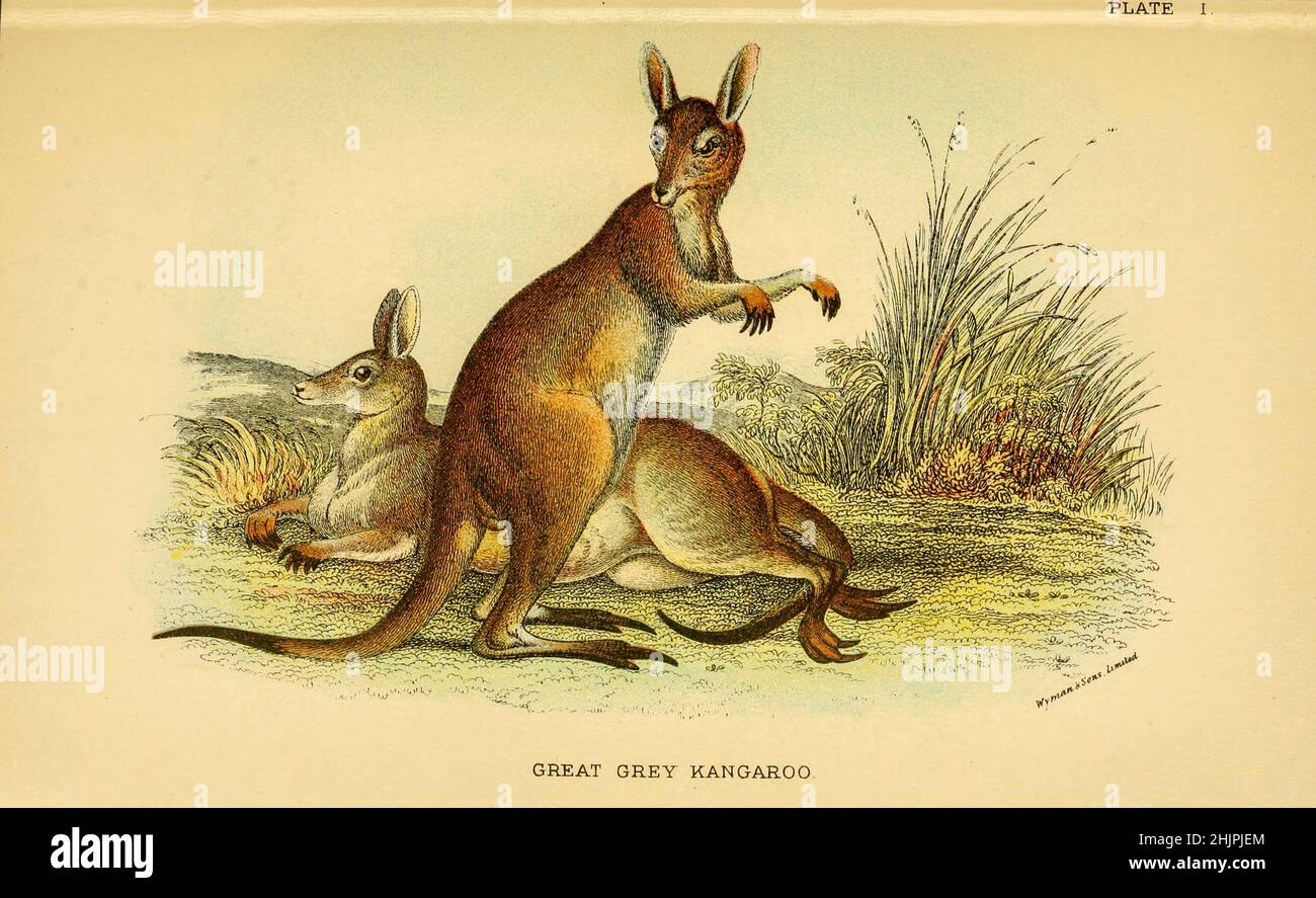 Grande canguro grigio [il canguro grigio orientale (Macropus giganteus) è un marsupiale trovato nel terzo orientale dell'Australia, con una popolazione di diversi milioni di abitanti. E 'anche noto come il grande canguro grigio e il canguro foresteria. Anche se un grande maschio grigio orientale pesa in genere circa 66 kg (146 lb) e si trova a quasi 2 m (6 ft 7 in) di altezza, il nome scientifico, Macropus giganteus (gigantesco piede grande), è fuorviante: Il canguro rosso dell'entroterra semi-arido è più grande, pesando fino a 90 kg (200 lb)]. Da ' Un manuale alla marsupialia e monotremata ' di Richard Lydekker, Lloyd's Natural Foto Stock