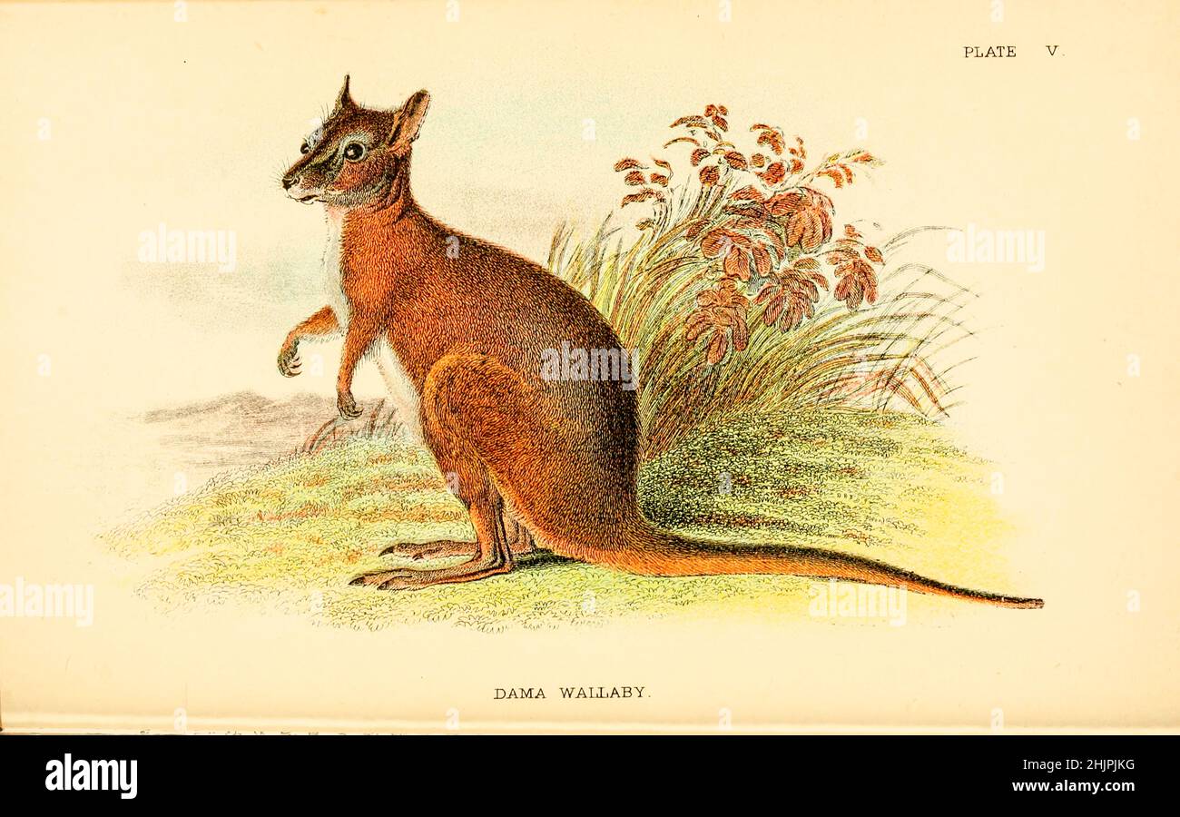 Il wallaby del tammar (Macropus eugenii o Notamacropus eugenii), noto anche come wallaby del dama o wallaby del darma, è un piccolo macropod originario dell'Australia meridionale e occidentale. Lloyd's Natural History Series a cura di R. Bowdler Sharpe pubblicato nel 1896 da E. Lloyd, Londra Foto Stock