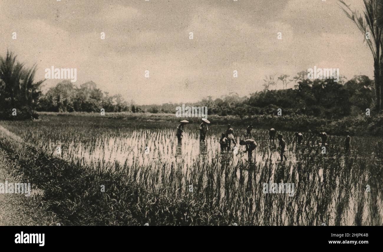 Borneo. Il riso umido è coltivato in aziende irrigate come questo risone a Seduan (1923) Foto Stock