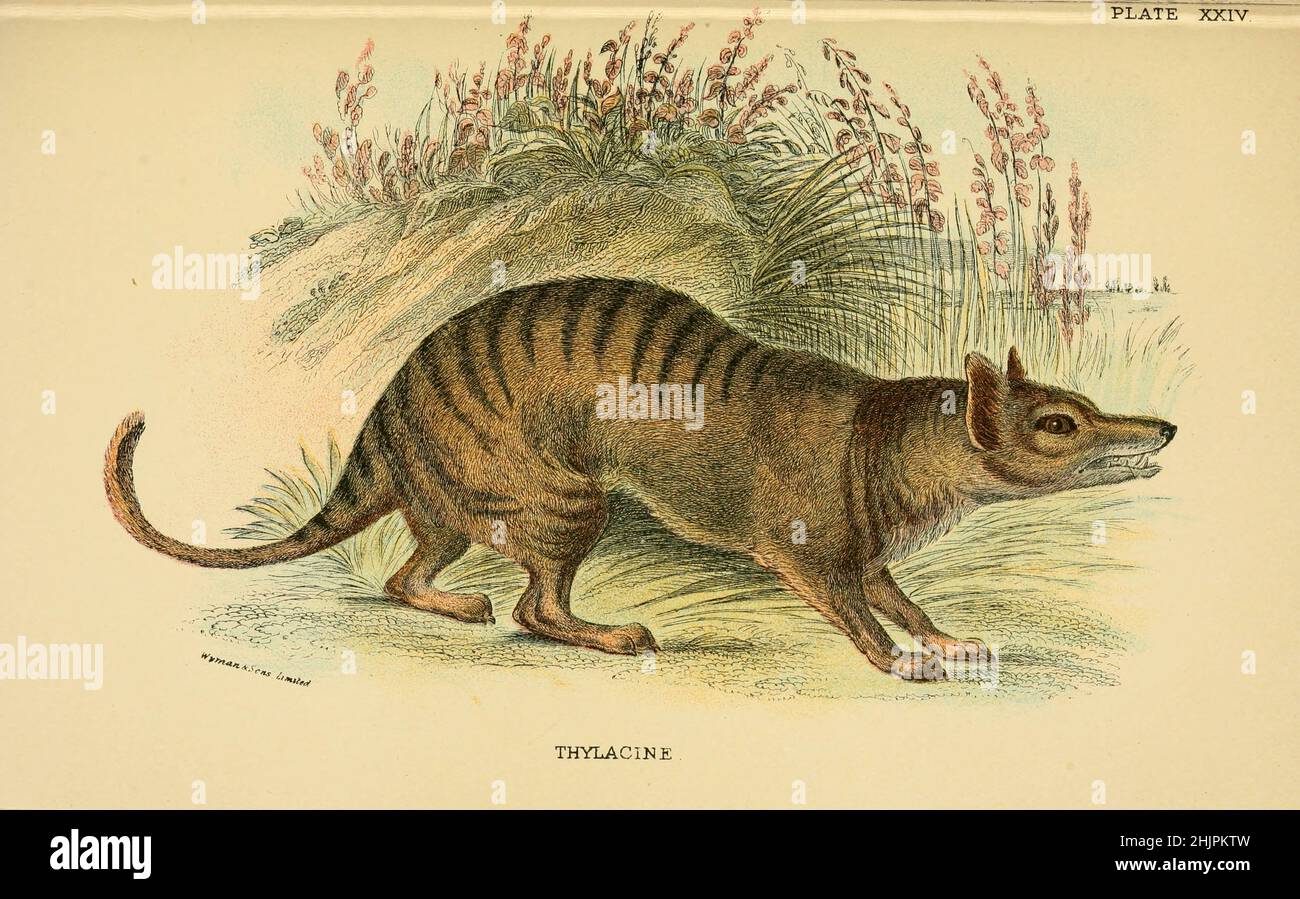 La tilacina (Thylacinus cynocephalus) è un marsupiale carnivoro estinto originario della terraferma australiana e delle isole della Tasmania e della Nuova Guinea. L'ultimo animale vivo conosciuto è stato catturato in Tasmania nel 1930. È comunemente noto come la tigre della Tasmania o il lupo della Tasmania da ' Un manuale alla marsupialia e monotremata ' di Richard Lydekker, Lloyd's Natural History Series a cura di R. Bowdler Sharpe pubblicato nel 1896 da E. Lloyd, Londra Foto Stock