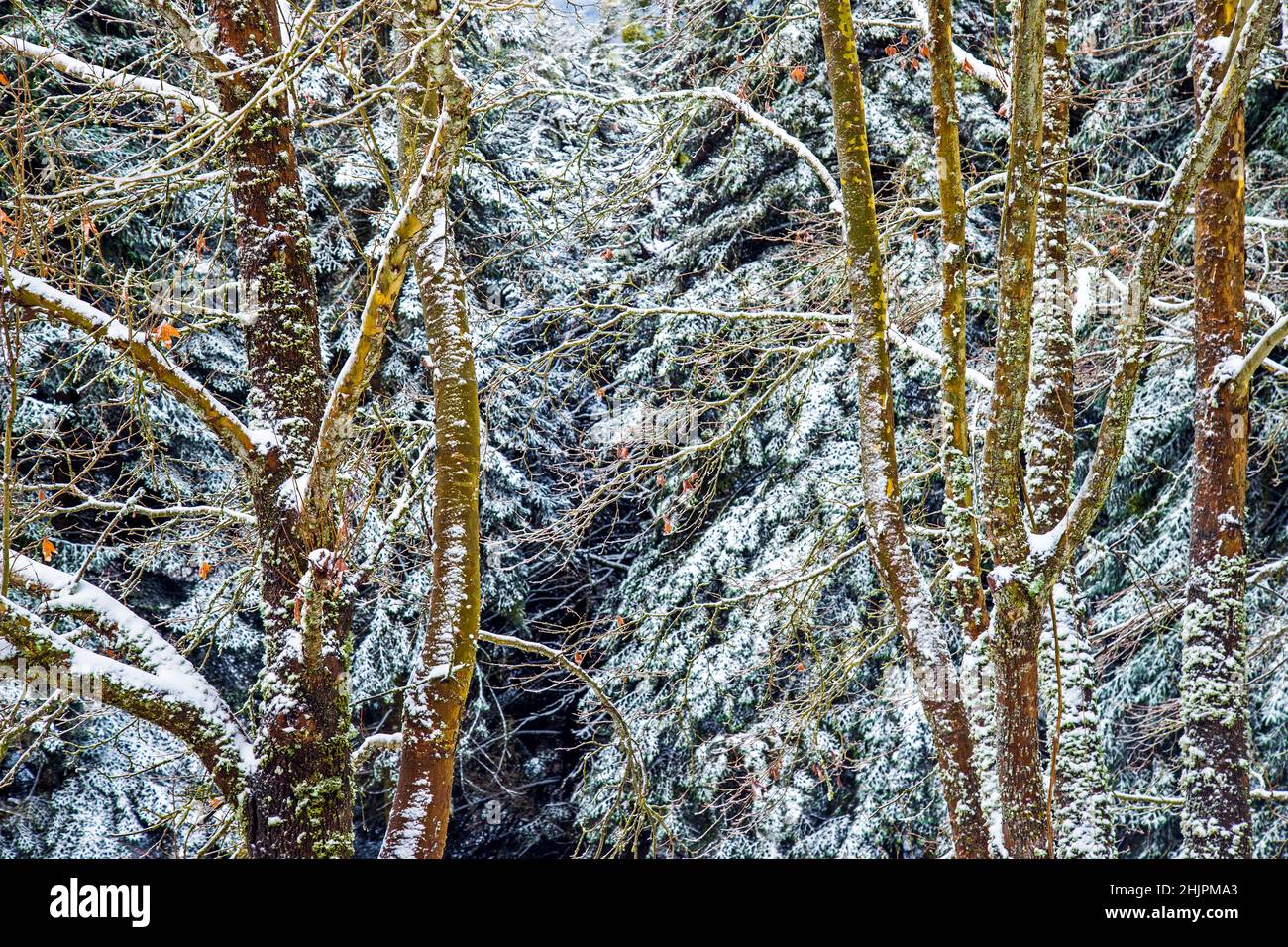 In un parco vicino al villaggio di Karya, comune di Elassona, Monte Olimpo, Larissa, Tessaglia, Grecia. Foto Stock