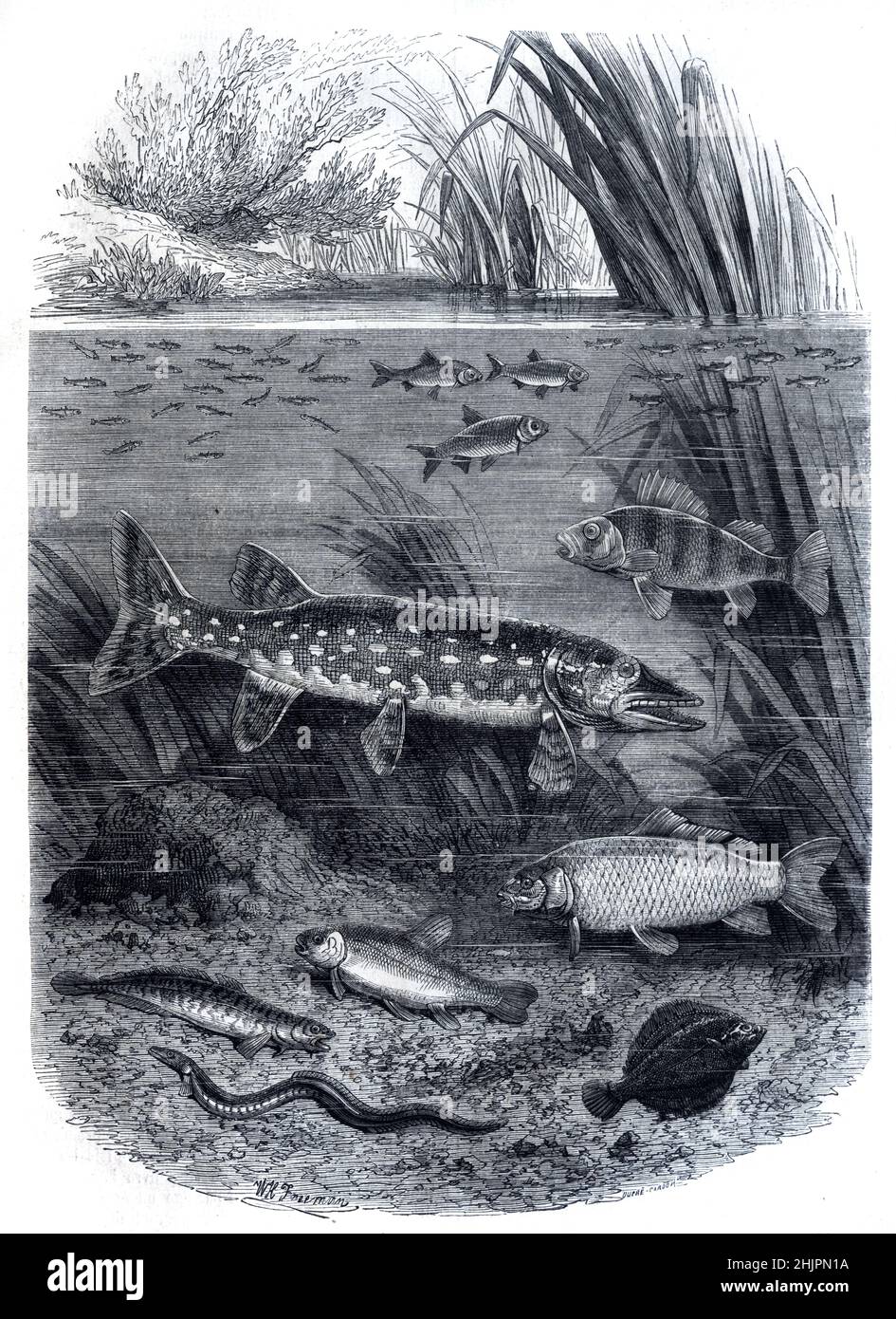 Illustrazione che mostra diversi livelli di alimentazione, livelli trofici o zone di pesce d'acqua dolce, compresi gli alimentatori di fondo e di superficie e River Ecosystem Vintage Illustration o Engraving 1865 Foto Stock