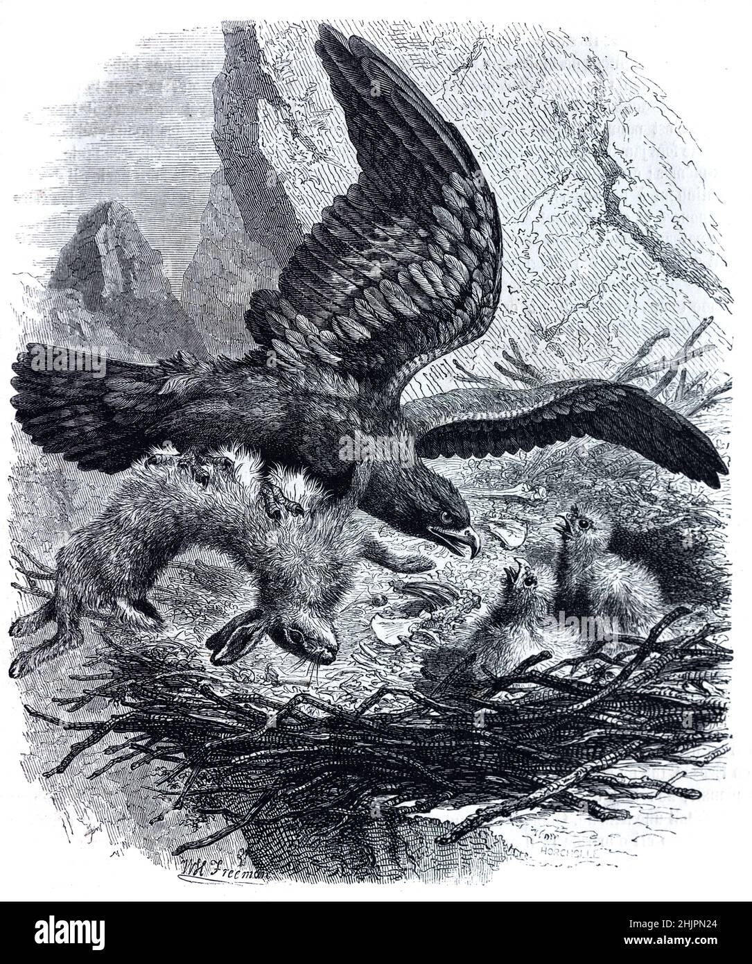 Aquila d'Oro, Aquila Chrysaetos, ritorno a pulcini d'Aquila su Nest con coniglio morto o preda Lepre. Illustrazione o incisione vintage 1865. Foto Stock