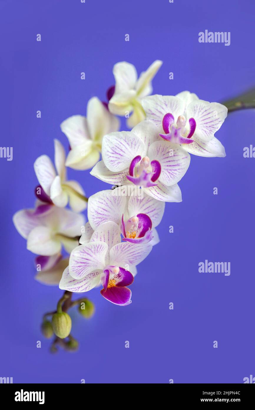 Fioriscono mini fiori di orchidea con petali bianchi decorati con viola Foto Stock