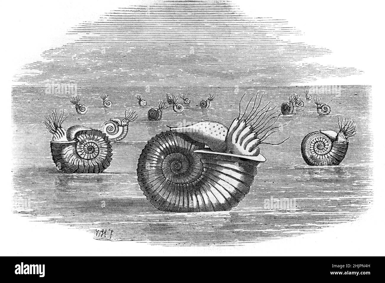 L'impressione di un artista fantasioso o l'illustrazione di un gruppo di Ammoniti, [ molluschi marini, galleggianti sul mare o emergenti da acque poco profonde. Illustrazione o incisione vintage 1965 Foto Stock