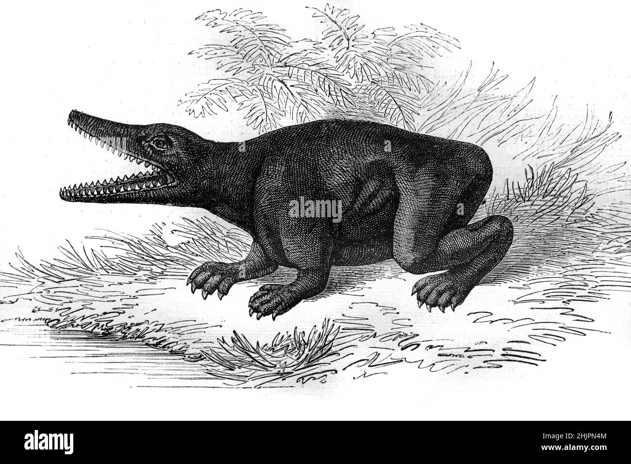 L'impressione di un artista fantasioso di un [ Labyrinthodont o Labyrinthodontia, possibilmente un Ichthyostega o Temnospondyl. Illustrazione o incisione vintage 1865. Foto Stock