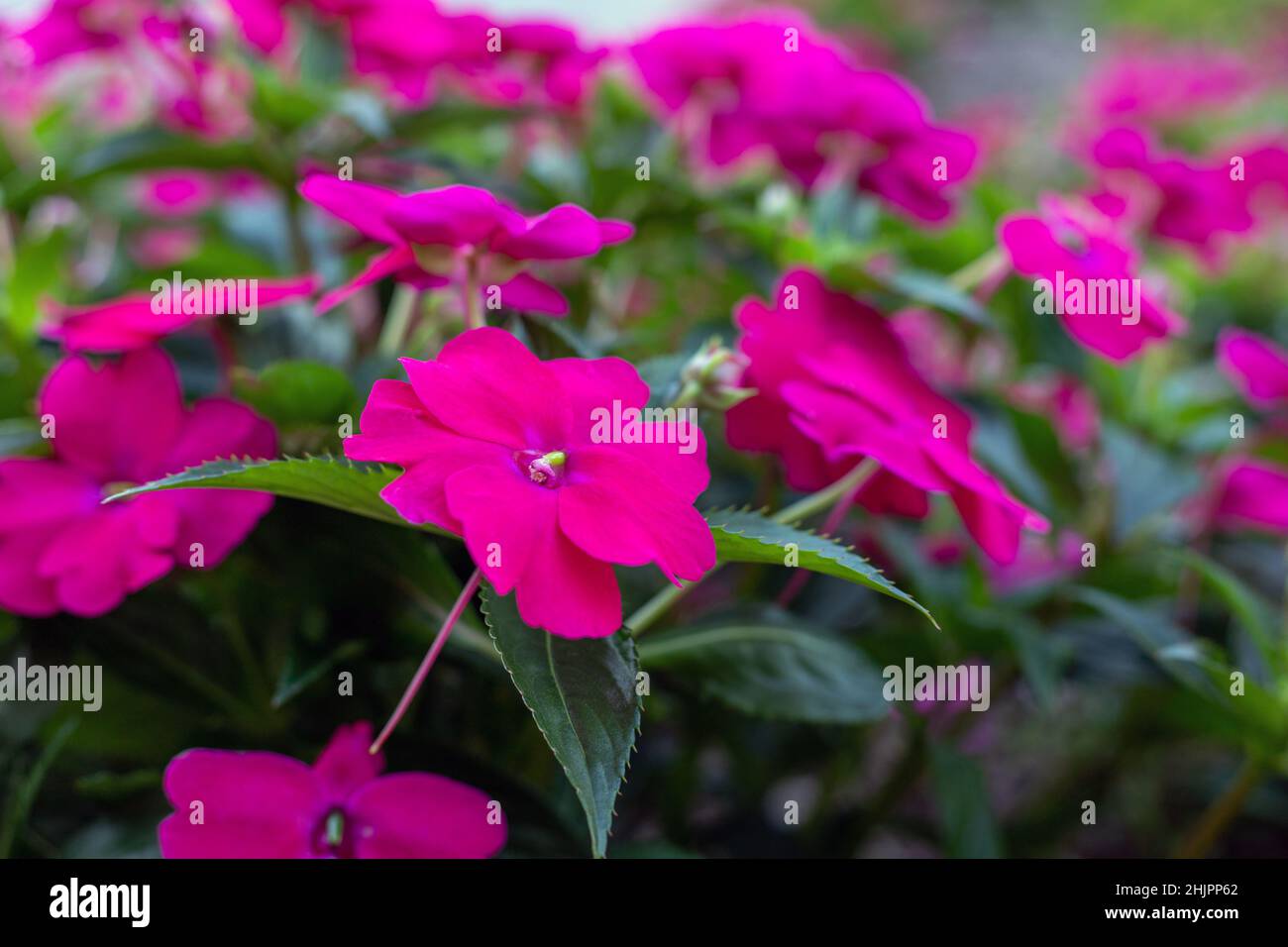 Rosa brillante Impatiens fiori in fiore all'aperto, primo piano Foto Stock