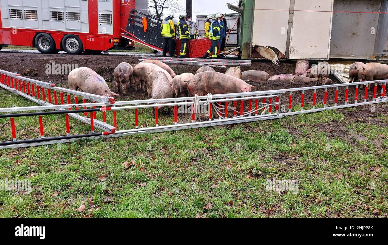 Lienen, Germania. 31st Jan 2022. I vigili del fuoco catturarono due dozzine di maiali fuggiti dopo un incidente che coinvolse un trasportatore animale. Il rimorchio del trasportatore era ribaltato e danneggiato in modo tale che gli animali, pronti per la macellazione, potevano fuggire. (Alla dpa "i suini fuoriescono dal trasporto di animali rovesciato"). Credit: Nord-West-Media TV/dpa/Alamy Live News Foto Stock