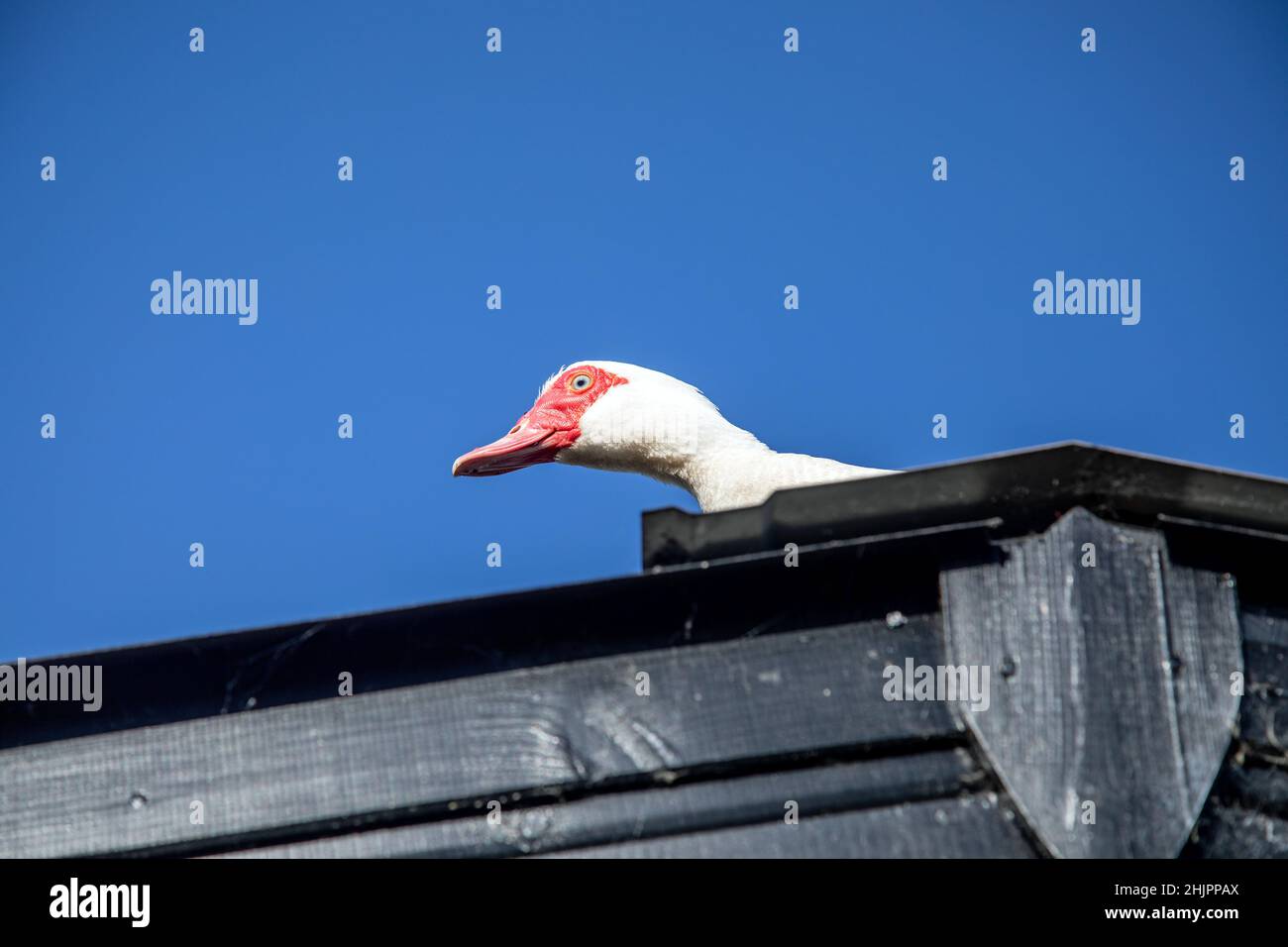 Anatra su un tetto di stagno caldo. Foto Stock