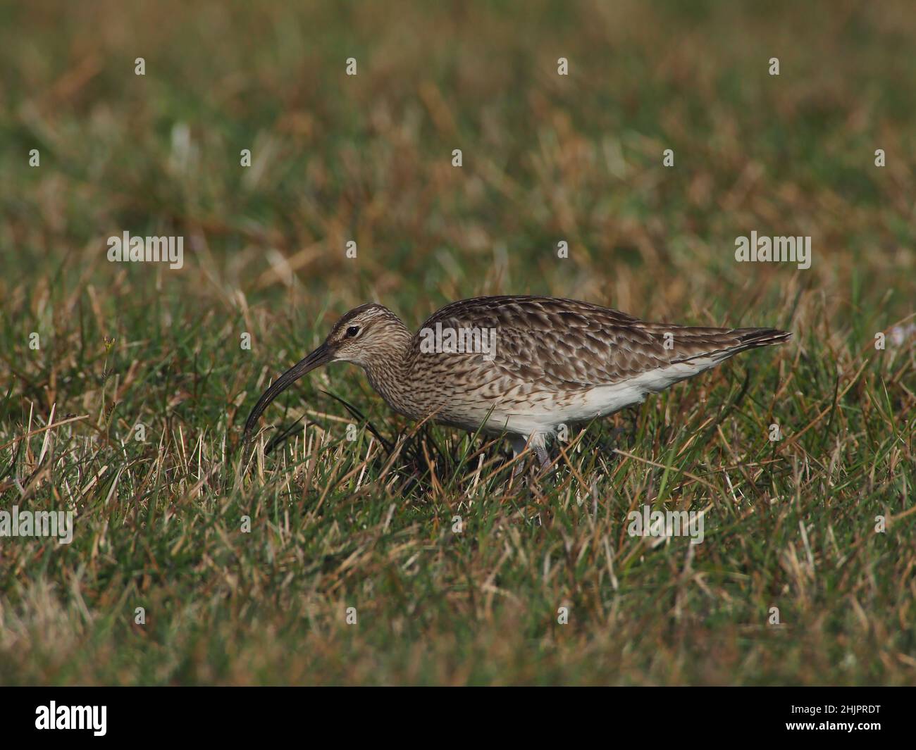 Whimbrel sul tipico habitat alimentare a Nord Uist dove si fermano prima di continuare la loro migrazione. Foto Stock