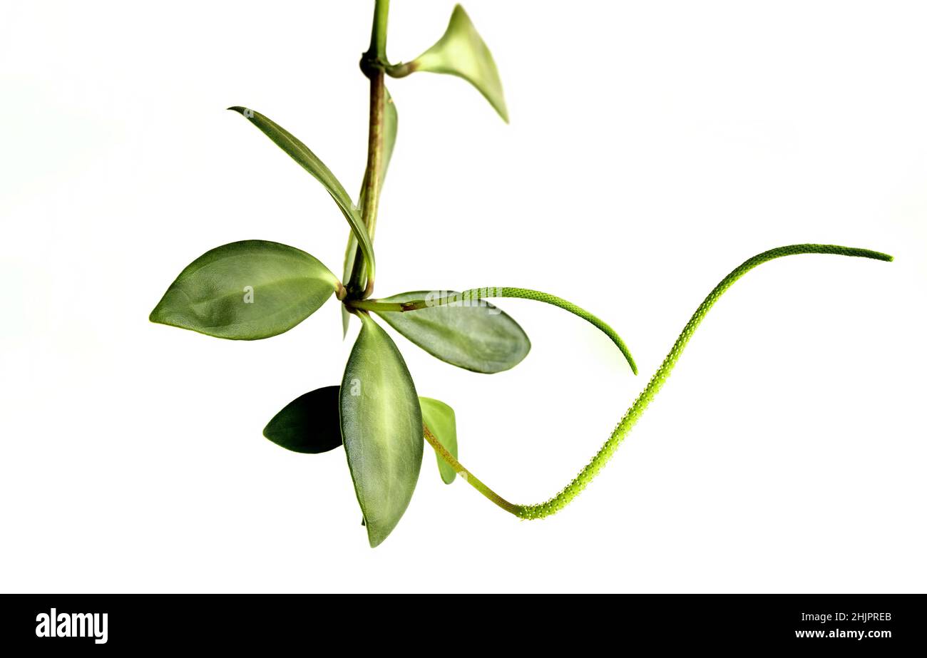 Peperomia pecuniifolia e il suo fiore su sfondo bianco Foto Stock