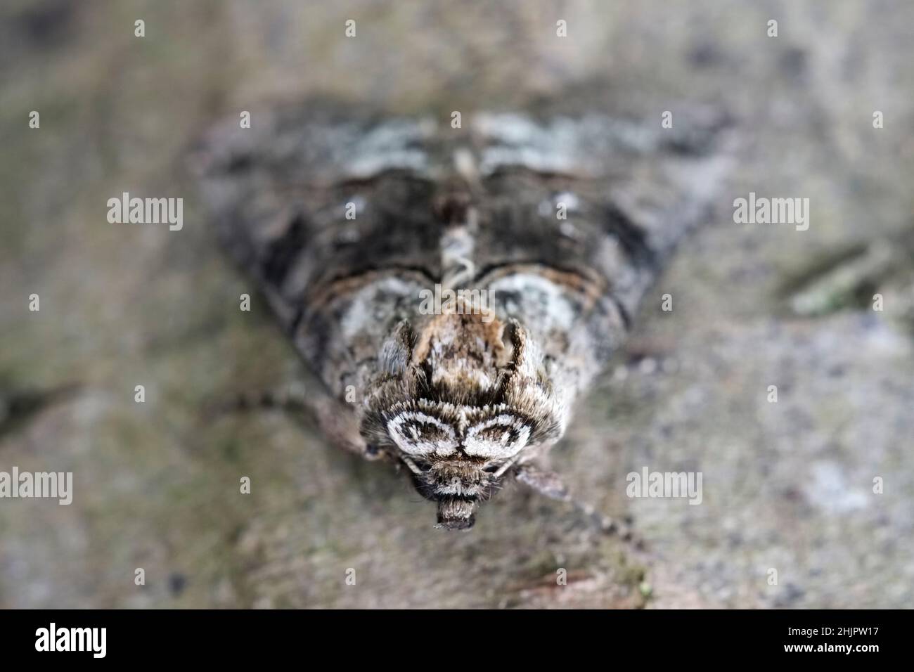 Abrostola tripartita, Spectacle Moth  Norfolk UK Foto Stock