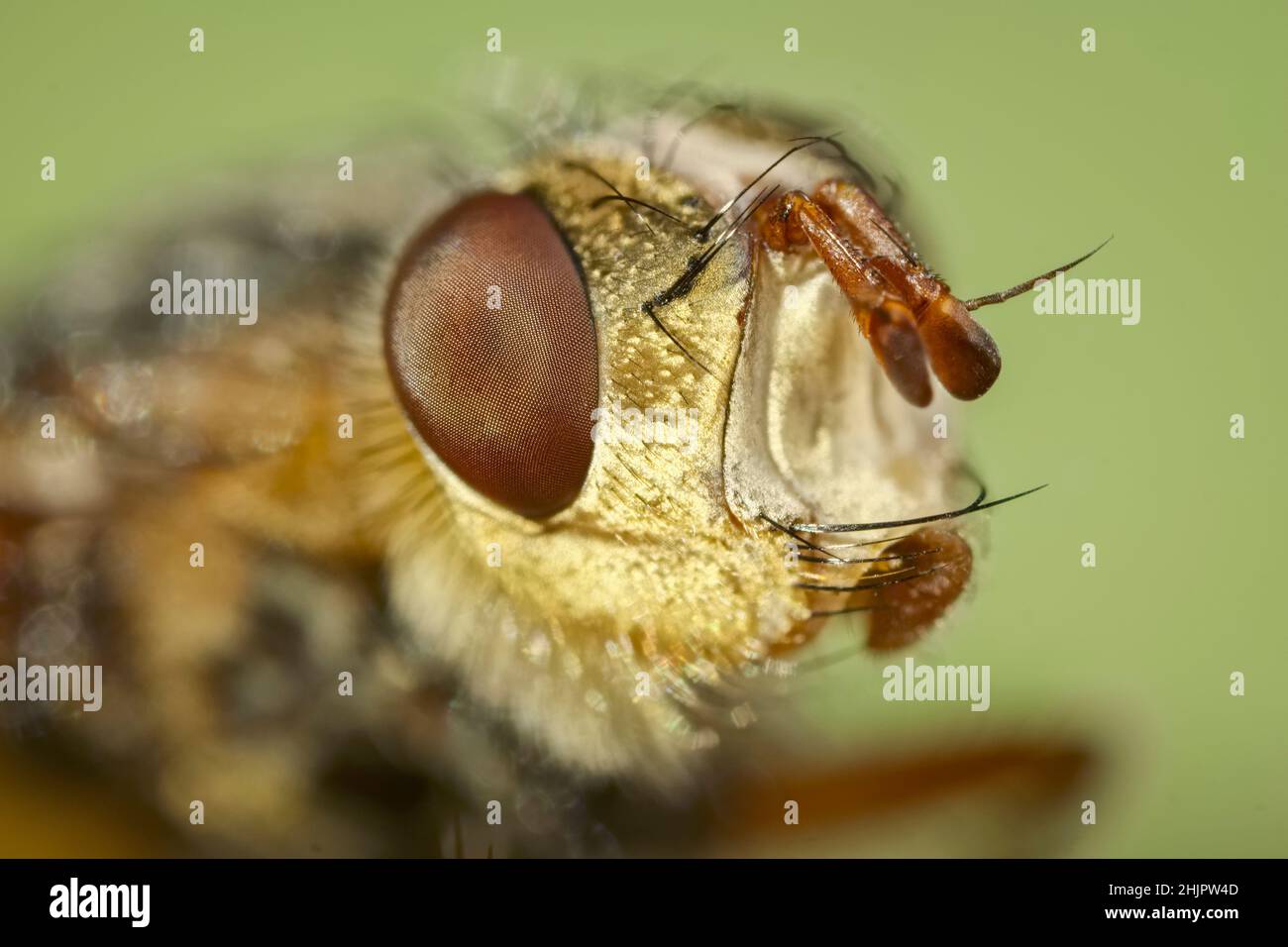 Tachina fera, Common Fly, Norfolk, Regno Unito Foto Stock