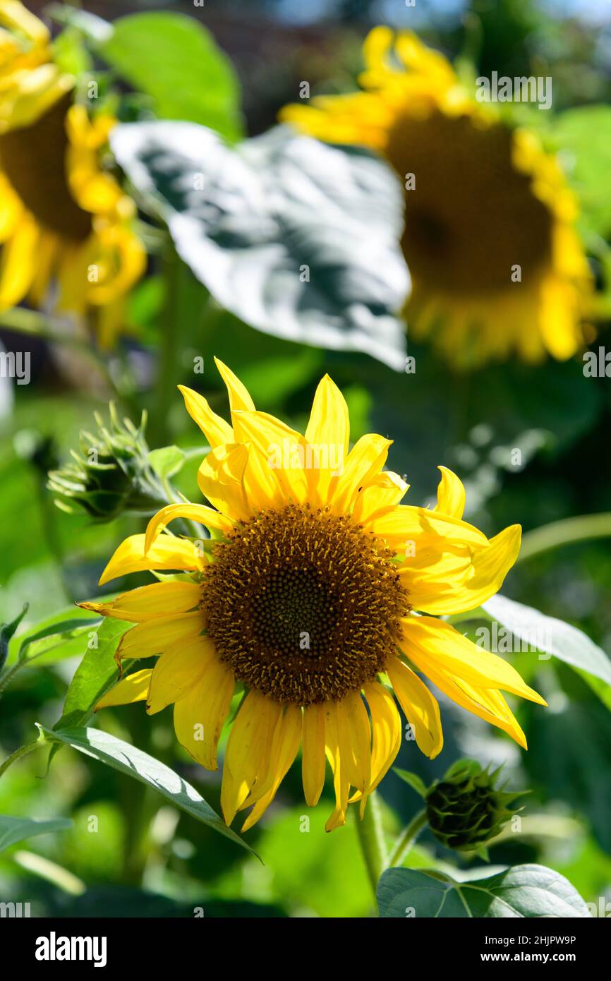 Girasoli gialli con farfalla bianca nella campagna dello Shropshire, West Midlands Foto Stock