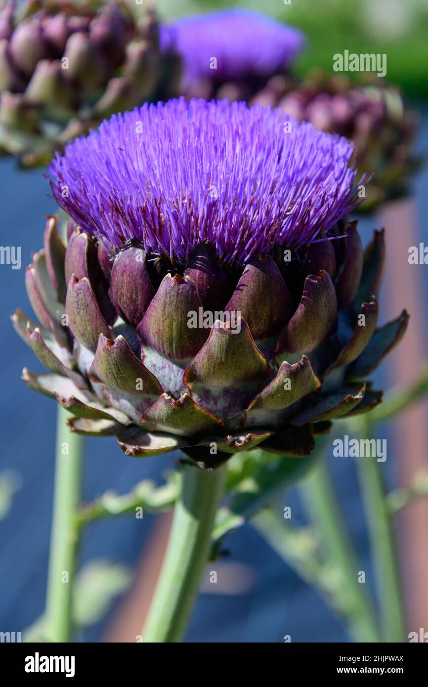 Thistle Flowers nella campagna in Shropshire, West Midlands Foto Stock