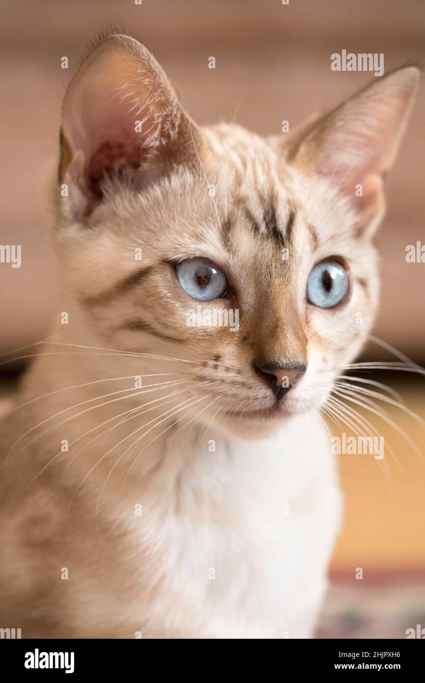 Gattino del Bengala Foto Stock