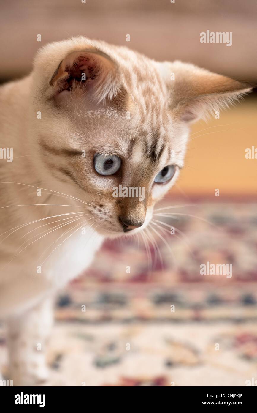 Gattino del Bengala Foto Stock