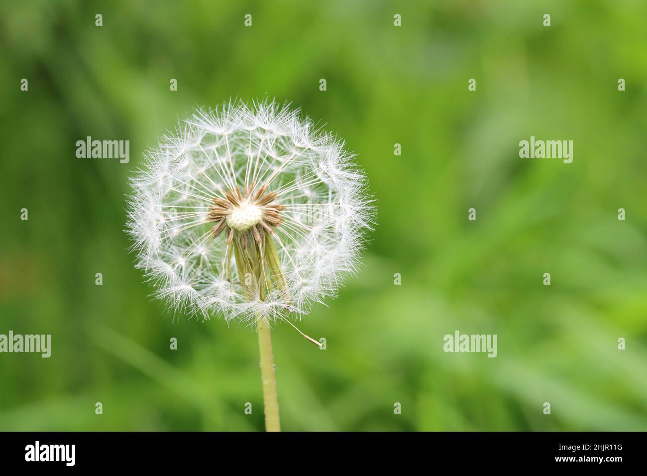 primo piano della testa di seme di un dente di leone contro uno sfondo verde naturale, spazio di copia Foto Stock