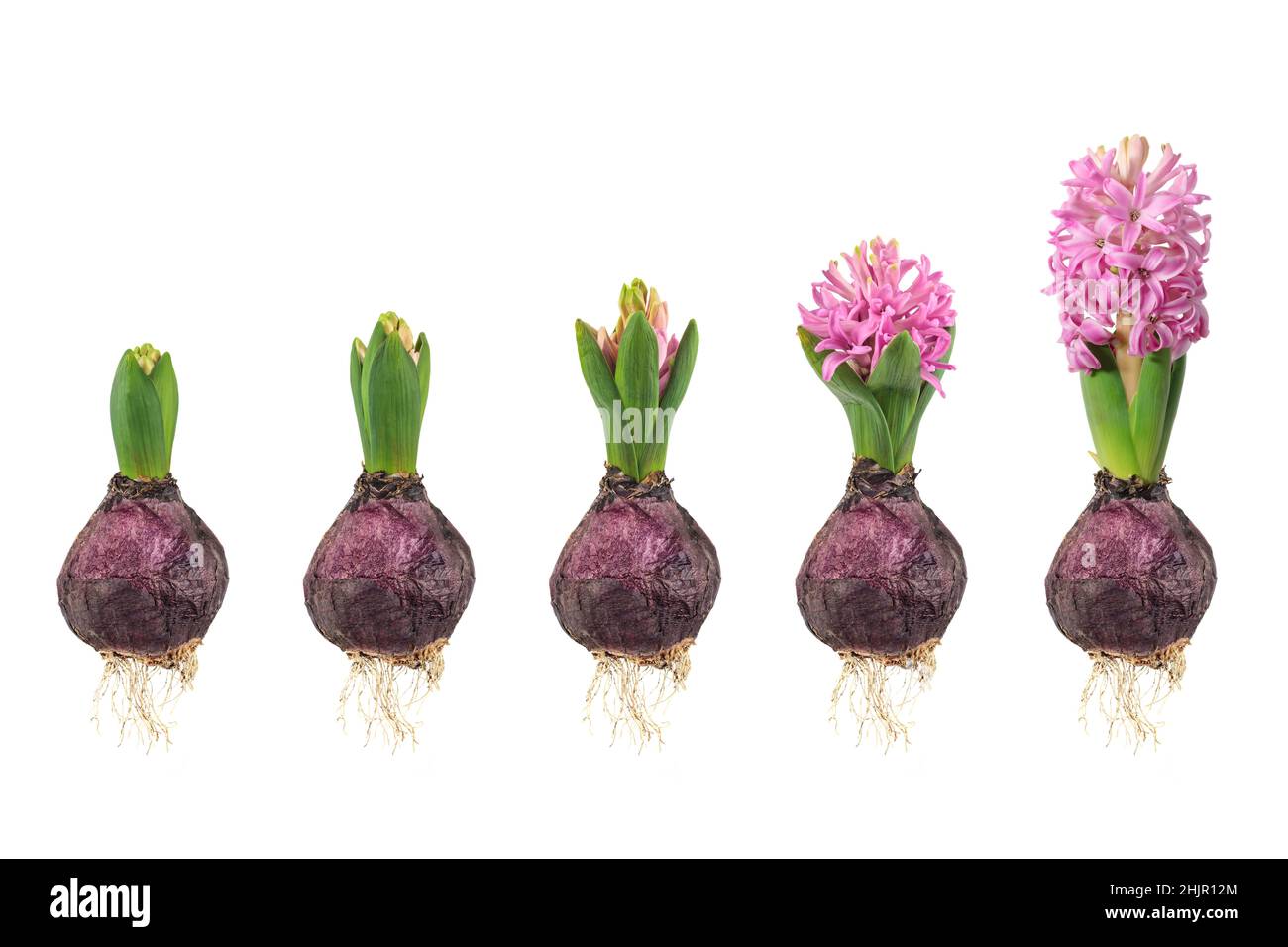 Fasi di crescita di un giacinto rosa da bulbo di fiori a fiore in fiore isolato su uno sfondo bianco Foto Stock