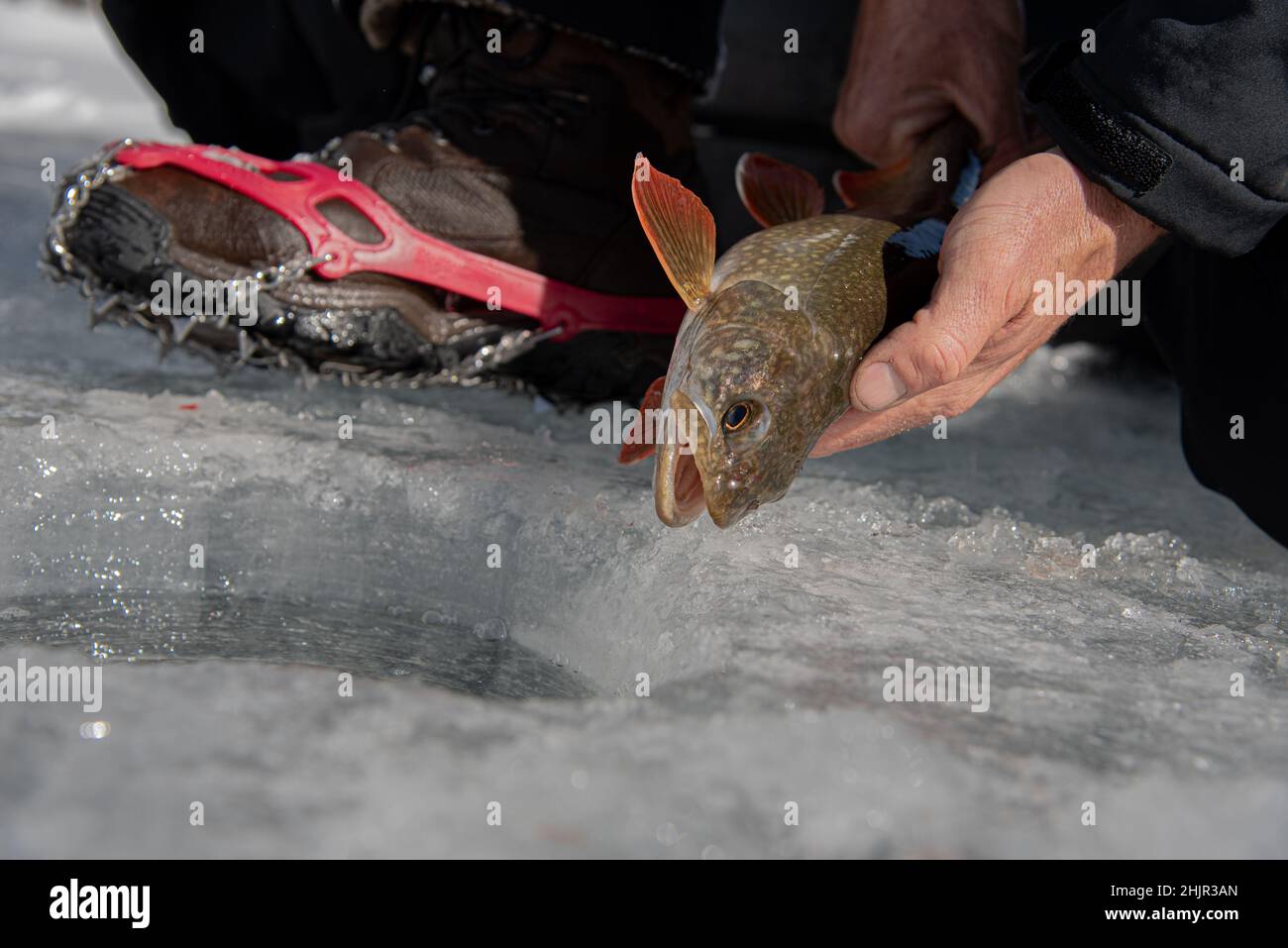 La trota rilascia attraverso il ghiaccio Foto Stock