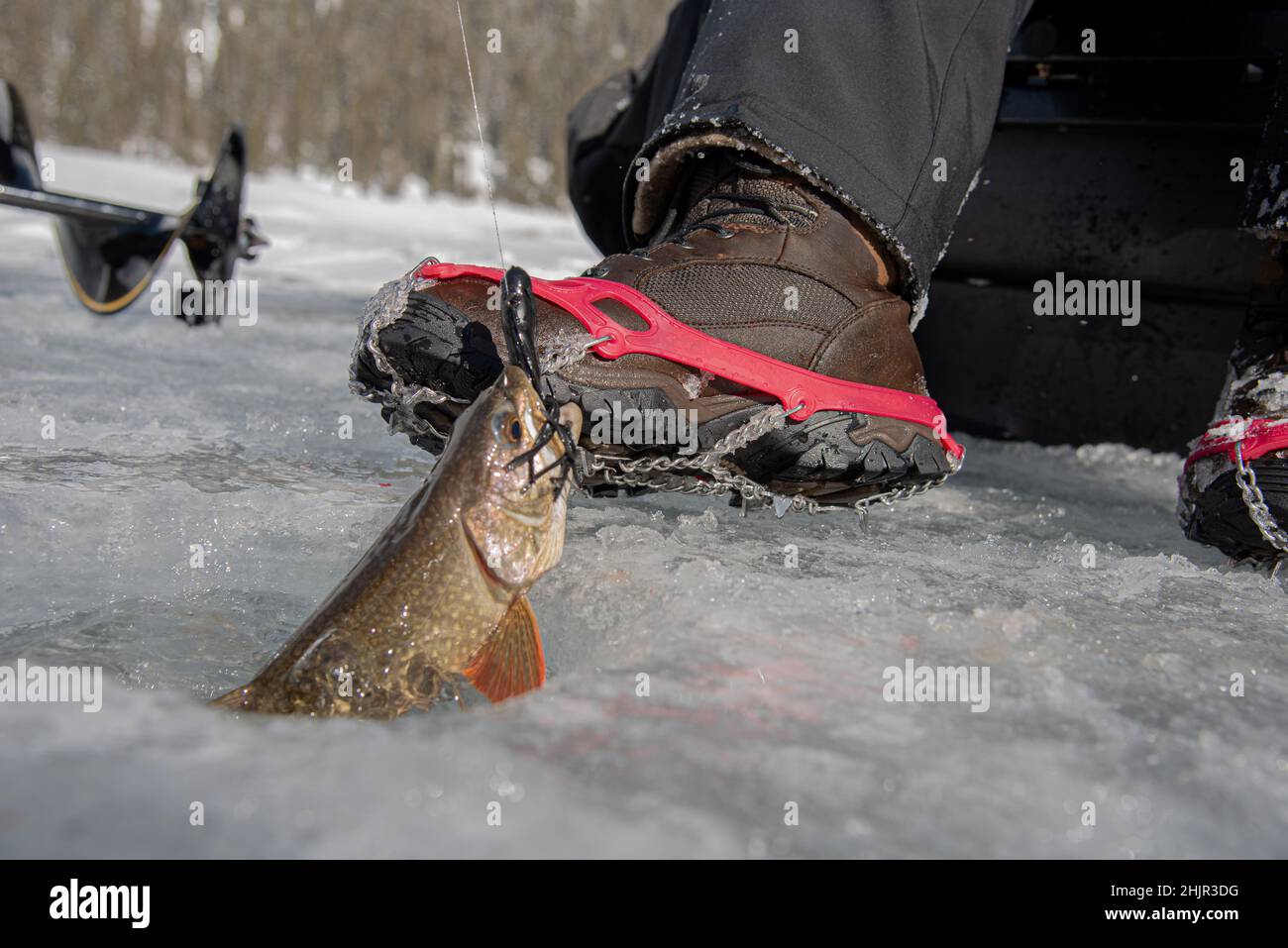 Tirando un panettiere da un intero nel ghiaccio Foto Stock