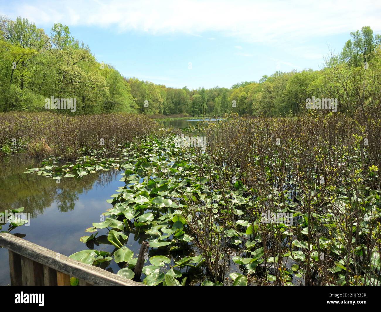 Tenafly Nature Center, è stato un leader nella conservazione dello spazio aperto educazione ambientale.Pond, lago con lonzoli verdi riflessi. Foto Stock