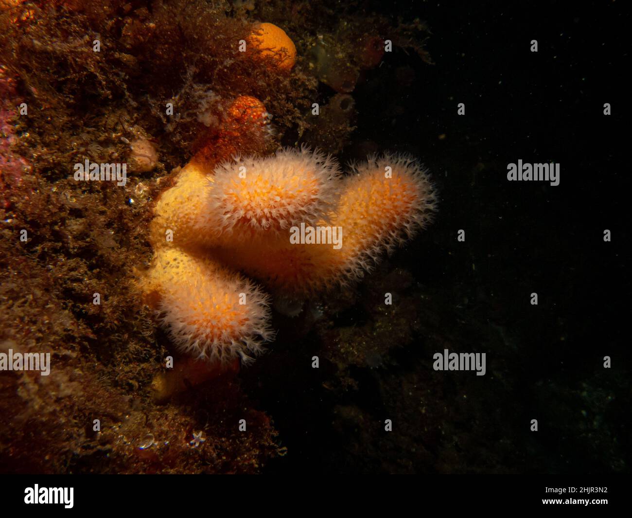 Un closeup immagine di un corallo morbido che alimenta le dita di un uomo morto o Alcyonium digitatum. Foto delle Isole Meteo, del Mare di Skagerrak, della Svezia occidentale Foto Stock