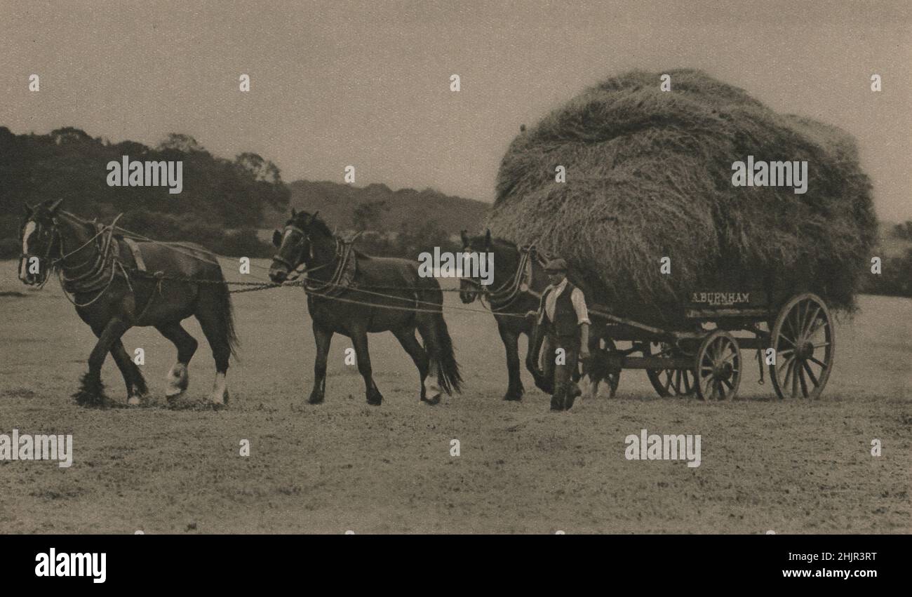 Raccolta di fieno in una fattoria a Barnet nel Hertfordshire rurale. (1923) Foto Stock