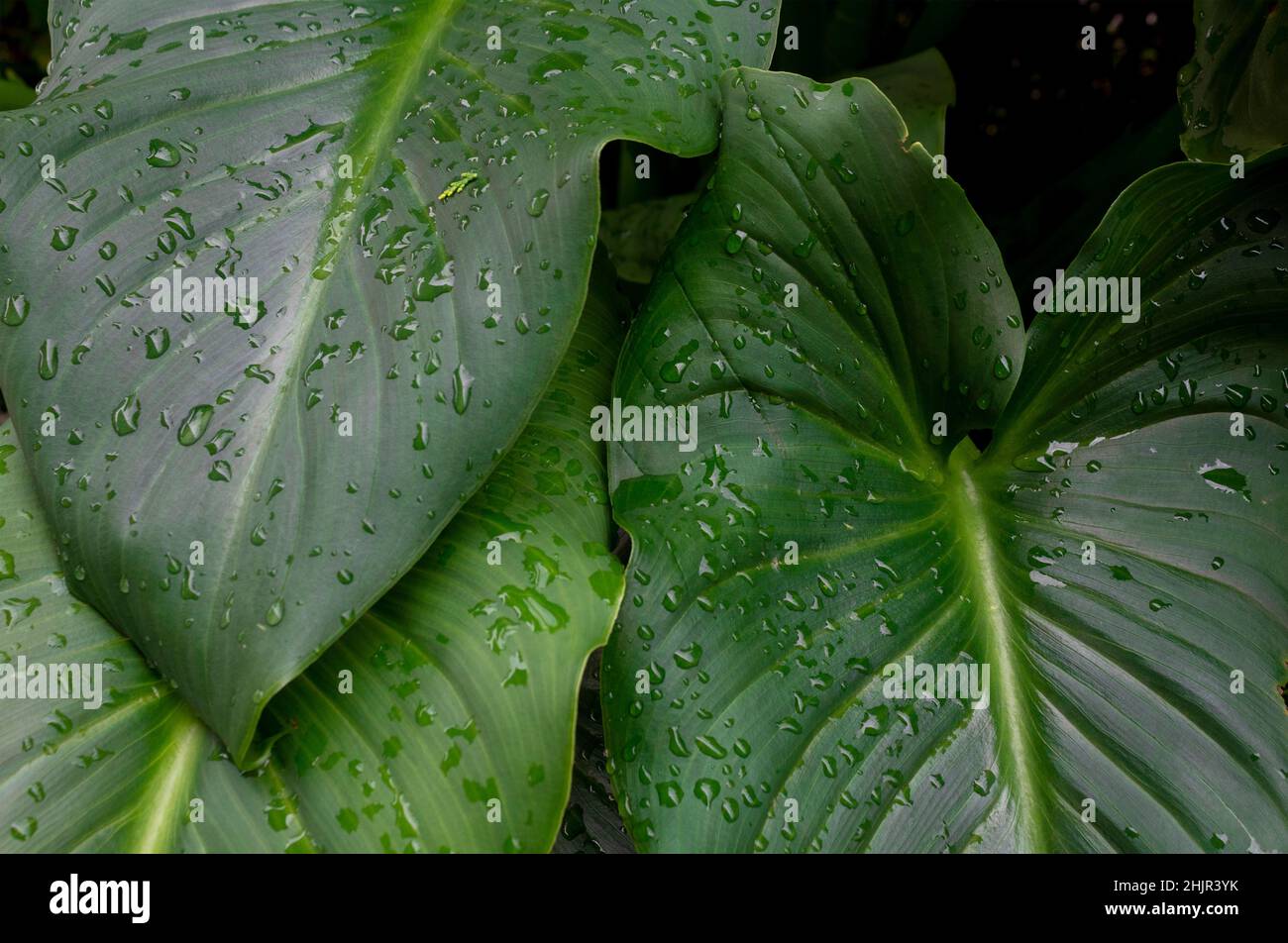 piante tropicali di alto dettaglio con tonalita' fresche Foto Stock