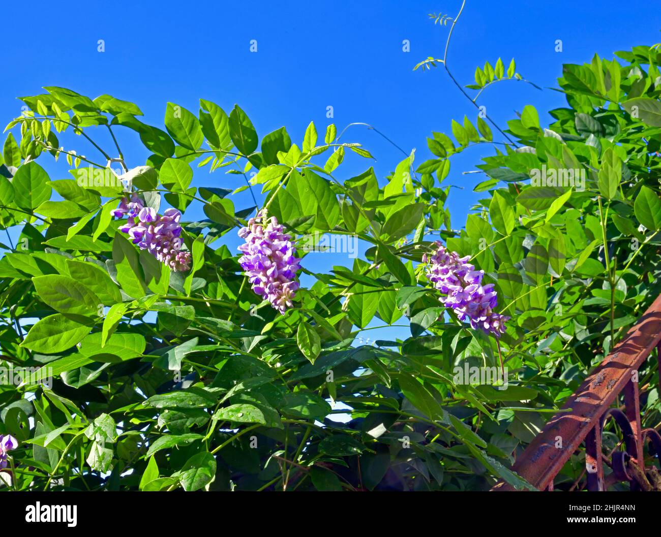 Primo piano di tre splendidi fiori rosa di Wisteria, con una ringhiera di ferro arrugginita e un cielo blu. Foto Stock