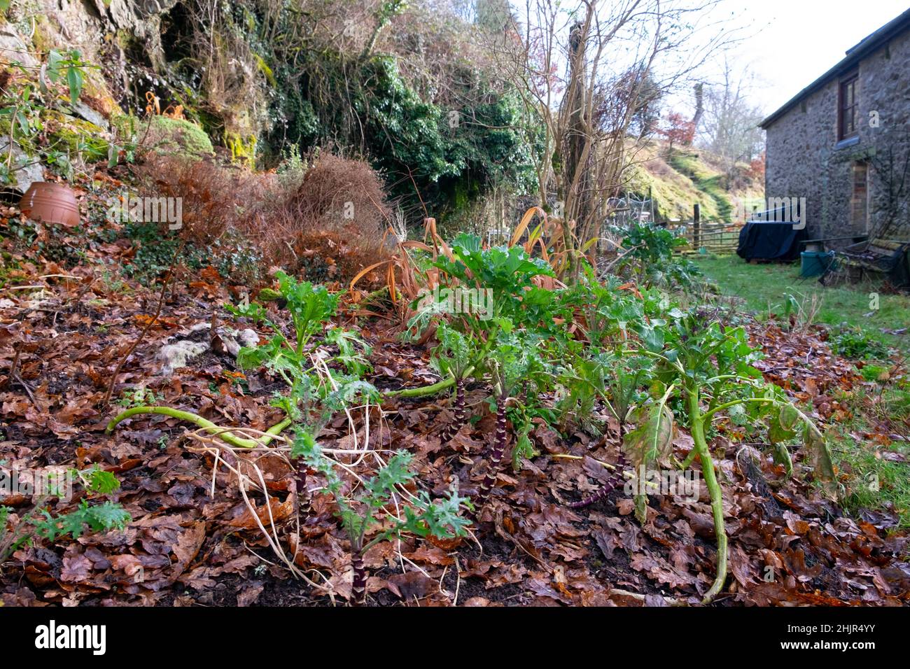 Piante di broccoli di germogliatura viola con gambi di leggy che crescono in gennaio in un giardino in inverno con foglie d'autunno terreno pacciamatura Galles UK KATHY DEWITT Foto Stock