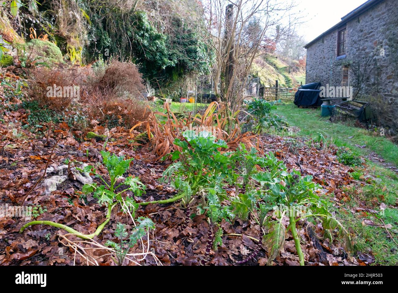 Piante di broccoli di germogliatura viola con gambi di leggy che crescono in gennaio in un giardino in inverno con foglie d'autunno terreno pacciamatura Galles UK KATHY DEWITT Foto Stock