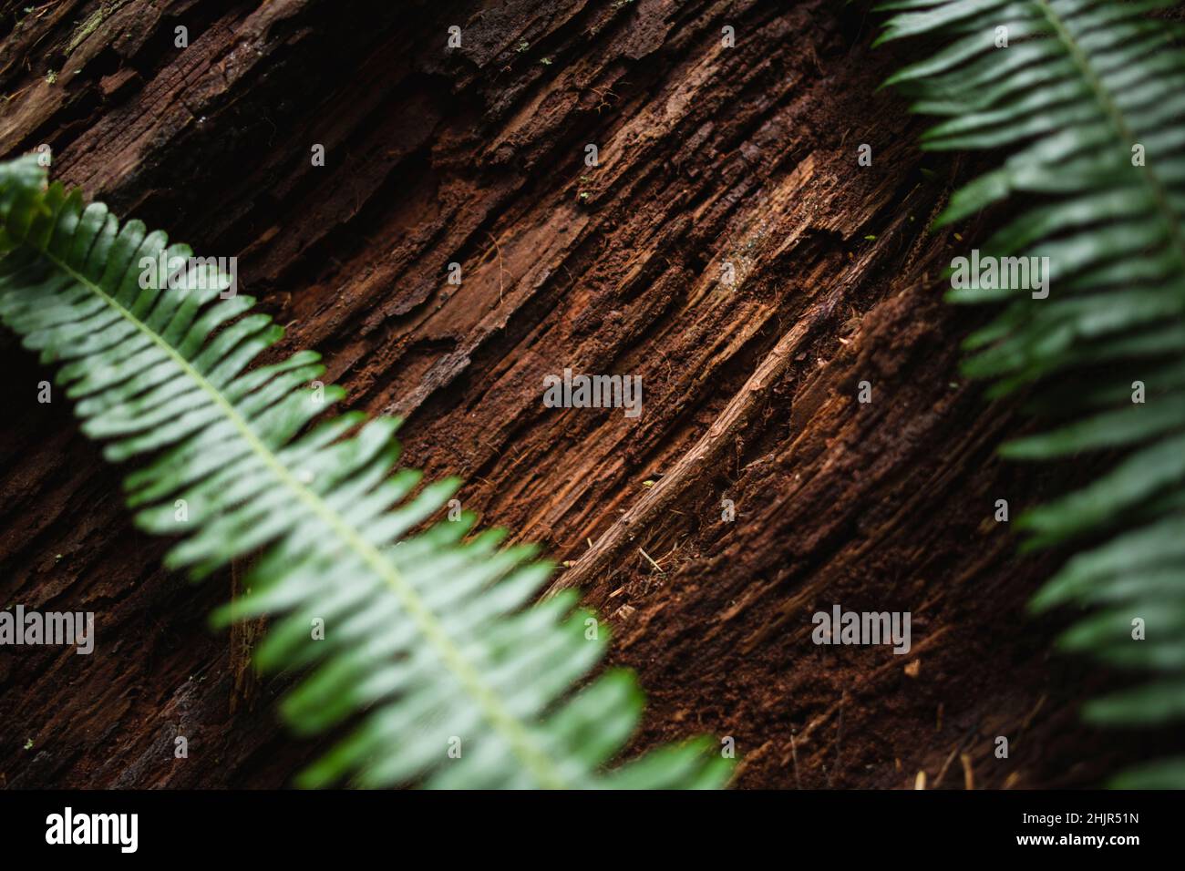 Albero di decomposizione con felci nella foresta pluviale dell'Oregon Foto Stock