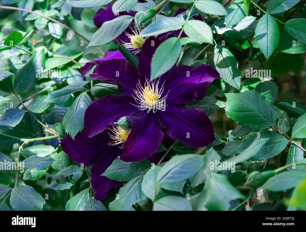 Fiori blu di clematis Warsaw primo piano notte. Petali blu e viola di un grande fiore clematis su fogliame verde durante il giorno. Allevamento e sellin Foto Stock